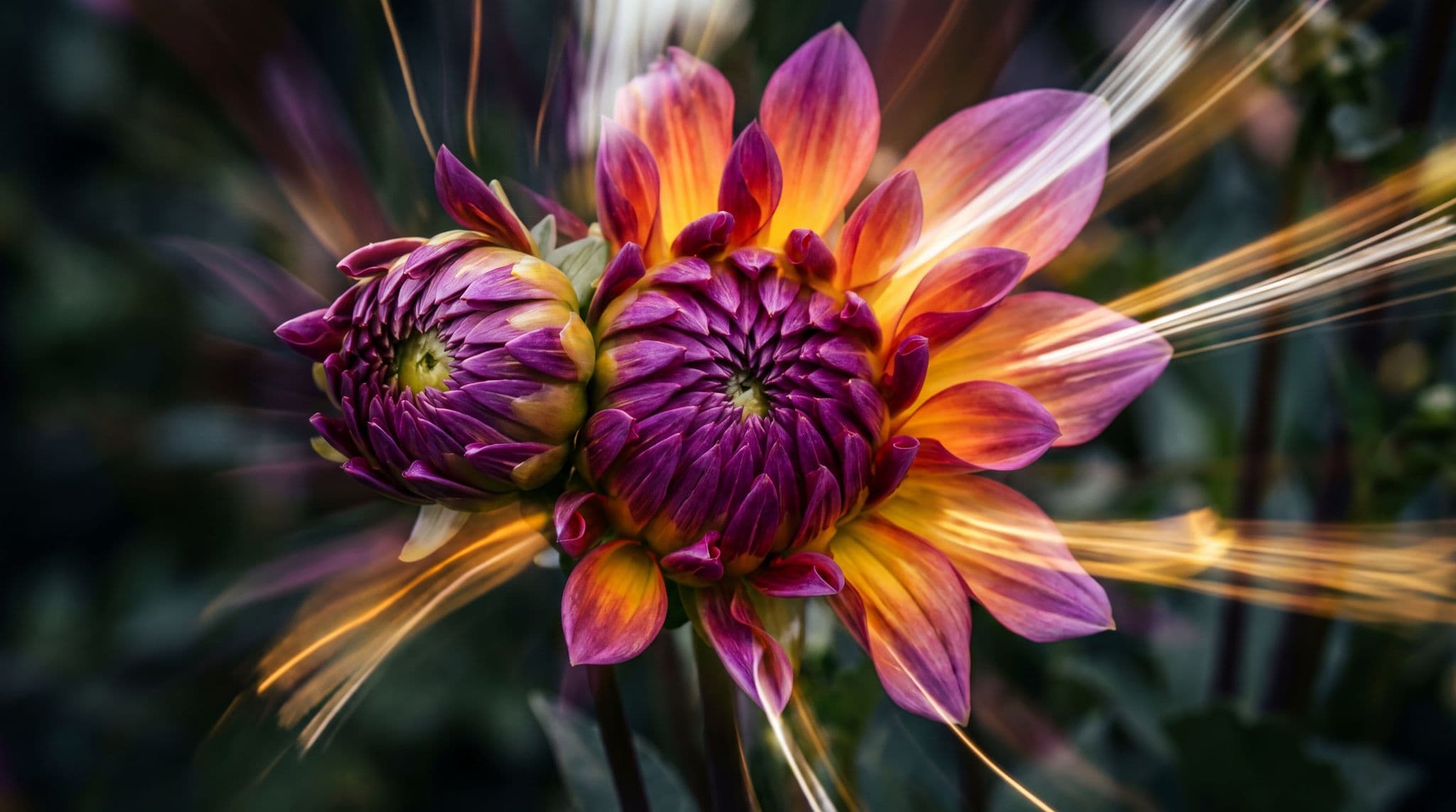 Flower blooming with dynamic motion effects